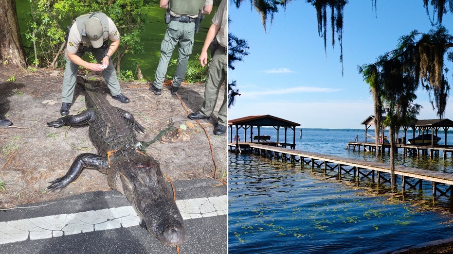 Alligator Injures Girl at North Carolina’s Lake Waccamaw Swimming Spot