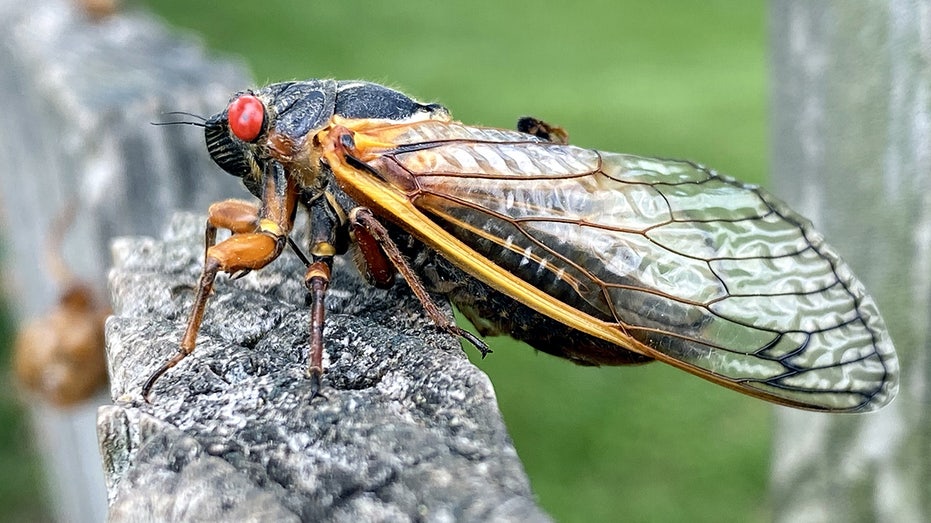 Massive Cicada Swarm, Brood XIV, Set to Buzz Across East Coast