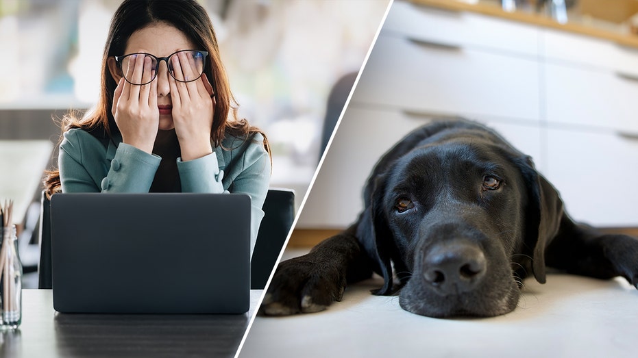 Work Stress Spreading to Your Dog? Study Shows How Owners’ Anxiety Affects Pets