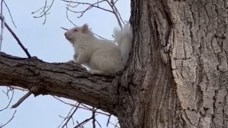 Super Rare Albino Squirrel Turns Heads on South Dakota Golf Course