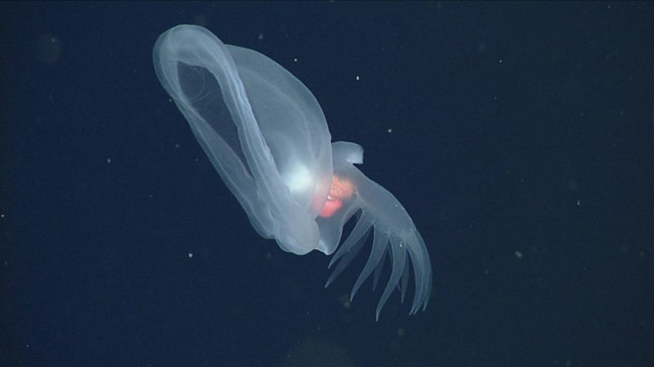 New Glowing Sea Slug Found in Ocean's Deep 'Midnight Zone'