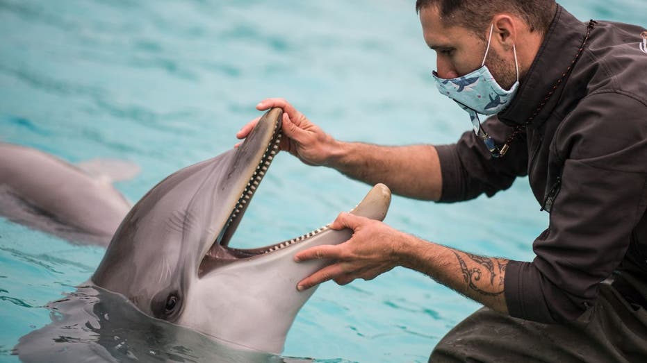 Google’s AI Breakthrough: Decoding Dolphin Language with DolphinGemma