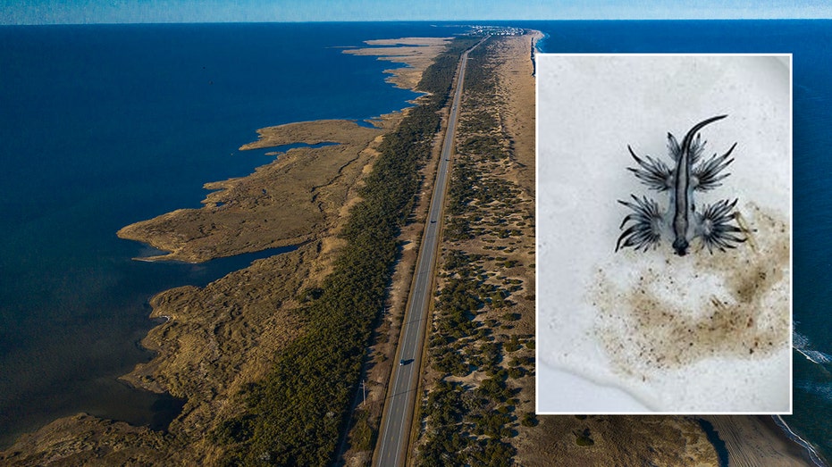 Venomous Blue Sea Dragons Invade North Carolina Beaches: Don't Let the Size Fool You!
