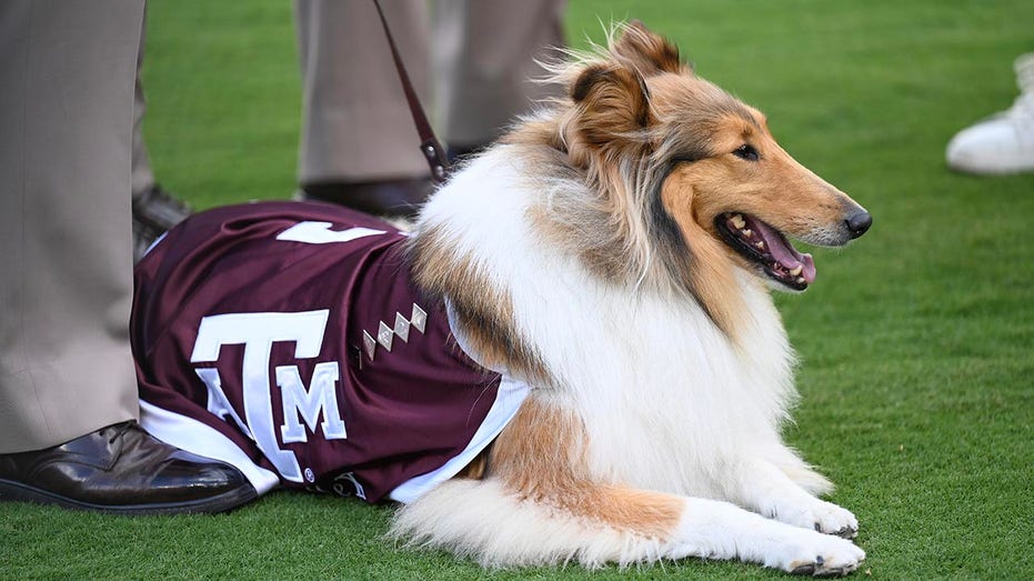Texas A&M Mascot Reveille X Recovers from Eye Surgery After Glaucoma Diagnosis