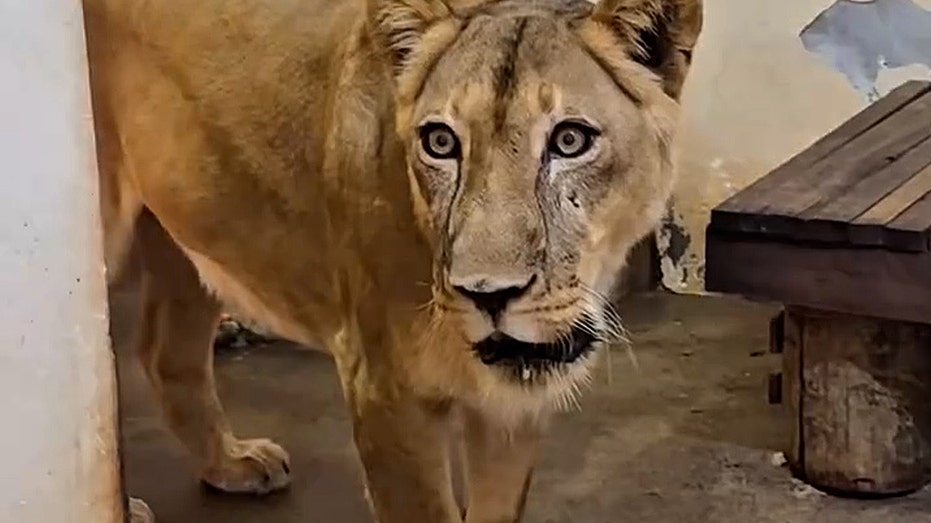When Dreams and Danger Collide: Analyzing the Tragedy of the Lion Enclosure Mauling in Brazil