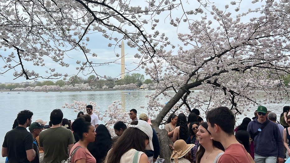 Travel Do's and Don'ts for DC Cherry Blossom Season Amid Peak Blooms: 'Pack Your Patience'