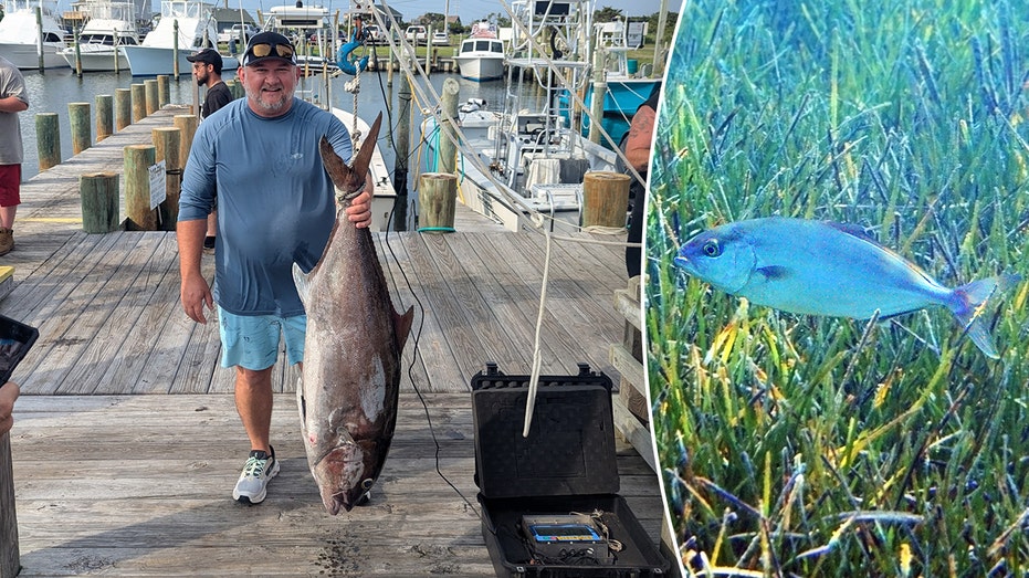 Virginia Angler Shatters North Carolina Record with 56-Pound Almaco Jack