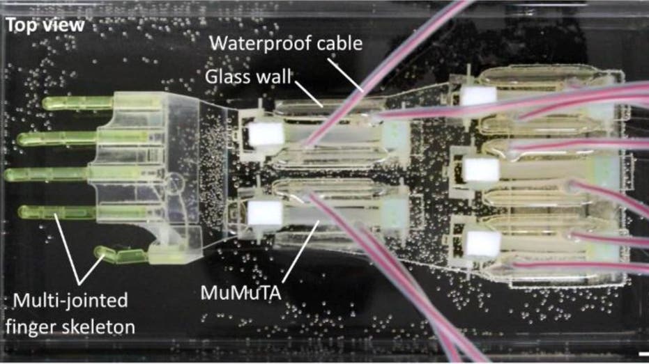 The 2025 Terminator? Lab-Grown Muscle Brings Biohybrid Robot Hand to Life