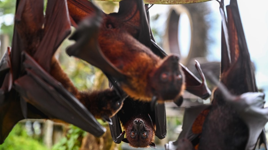 New Bat Coronavirus in China Raises Eyebrows, But Should We Panic?