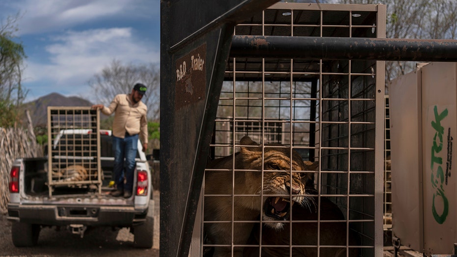 Animals Flee as Cartel Violence Forces Sinaloa Sanctuary to Evacuate