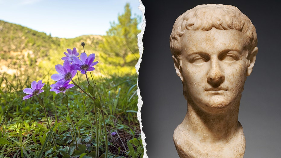 Caligula’s Hidden Passion: Roman Emperor’s Surprising Interest in Medicinal Plants Unveiled