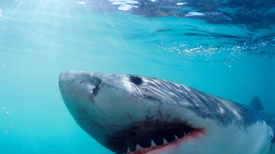 Jaws at 50: Shark Attacks Rise, but Conservationists Call for Respect Over Fear
