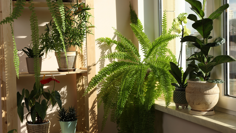 Spring Essentials: Top Tools for Indoor Plant Care