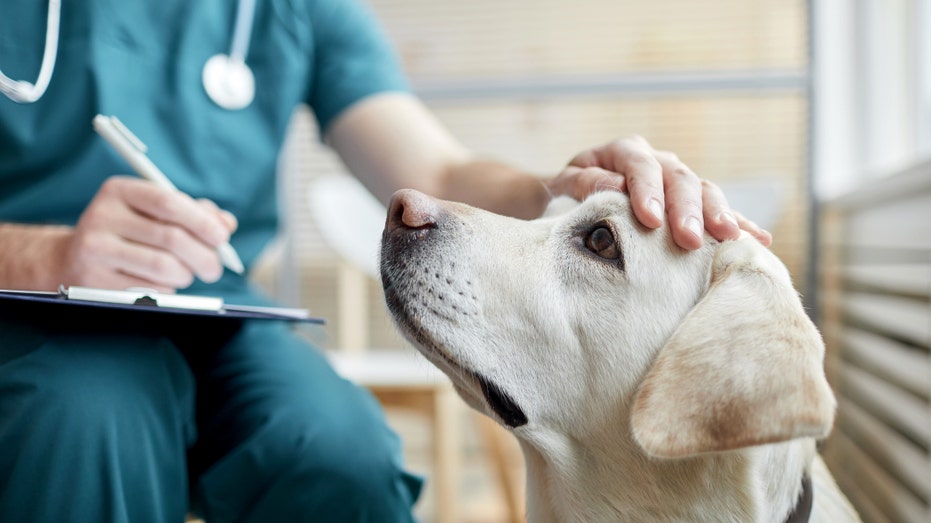 Dogs Sniff Out Parkinson’s Disease Before Symptoms Emerge, Study Reveals