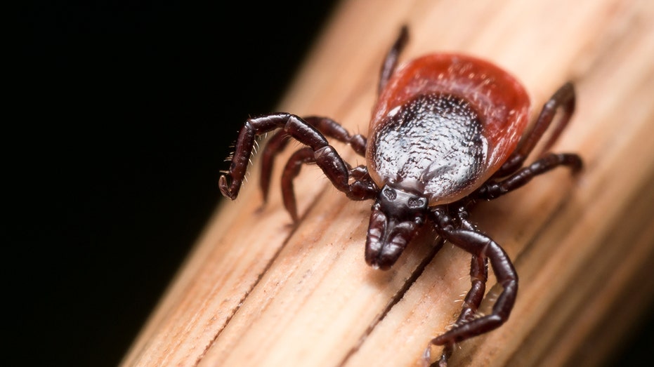 Ticks Invade New U.S. Regions, Bringing Lyme and Rare Diseases