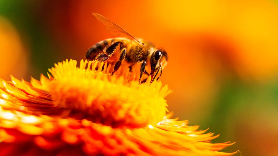 Billionaire’s Death After Swallowing Bee Sparks Questions on Rare Heart Reaction