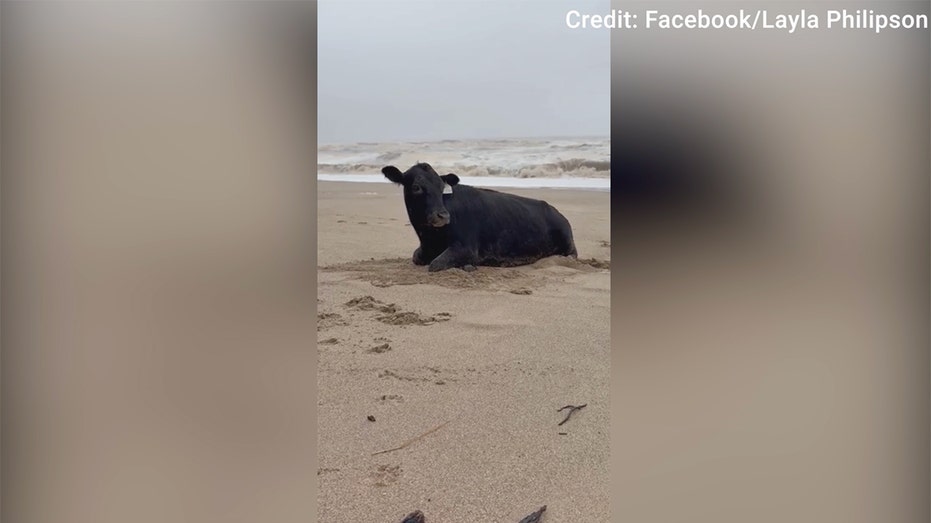 Moo-ving Miracle: Cow Survives Australia Floods, Washes Ashore Alive