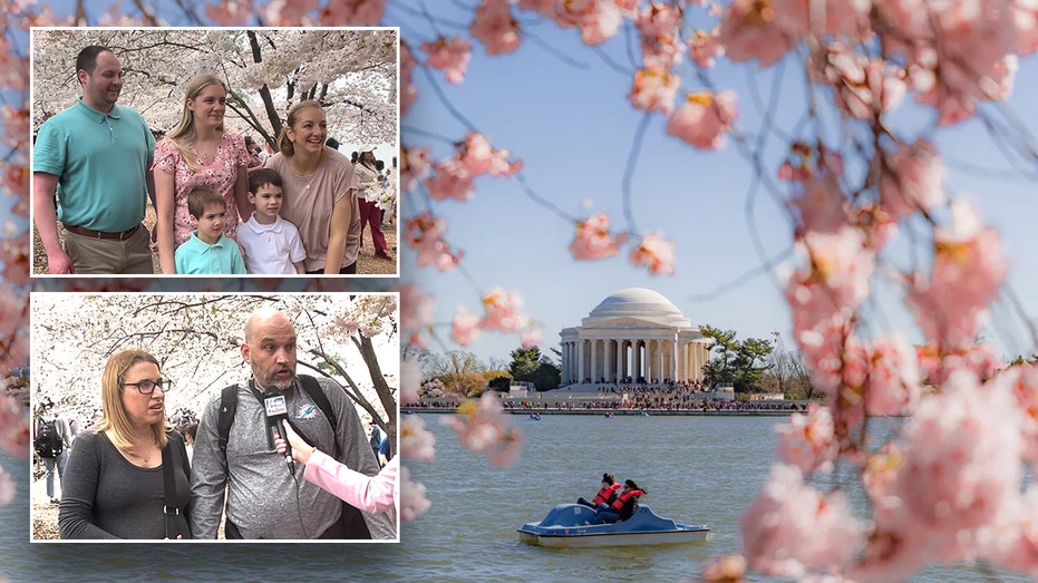 Are You Breaking the Law by Touching Cherry Blossoms? Here's What You Need to Know