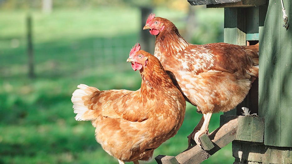 Chicken Coops Surge, Candy Faces U.K. Ban, and a 1983 Message in a Bottle Washes Up