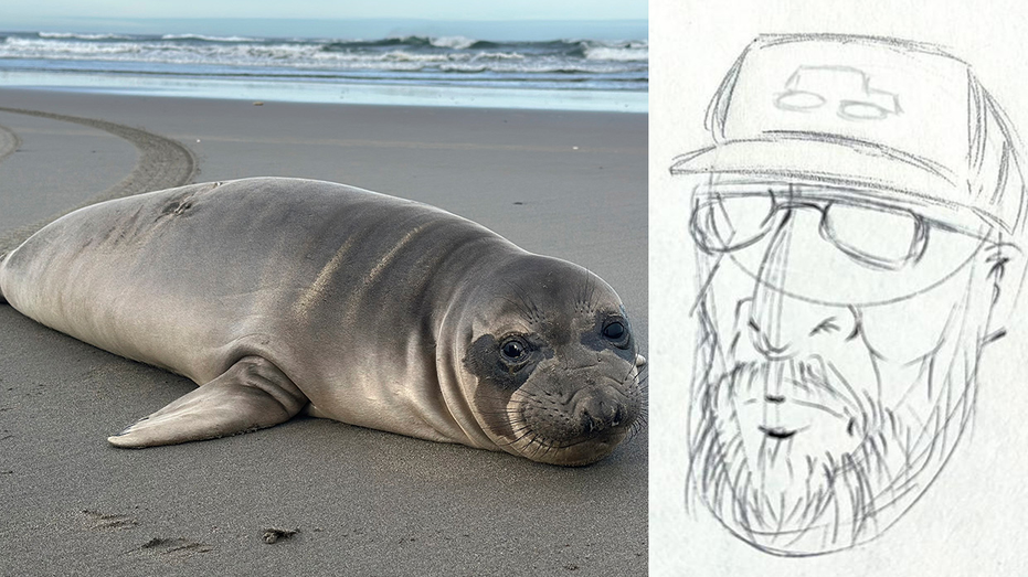 Oregon Seal Pup Stabbed Multiple Times, NOAA Hunts for Suspect in Wildlife Crime