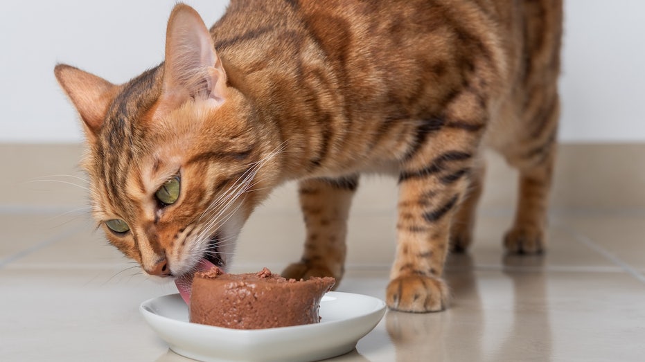 Bird Flu Spurs Pet Food Recalls, Raising Alarm Among Pet Owners