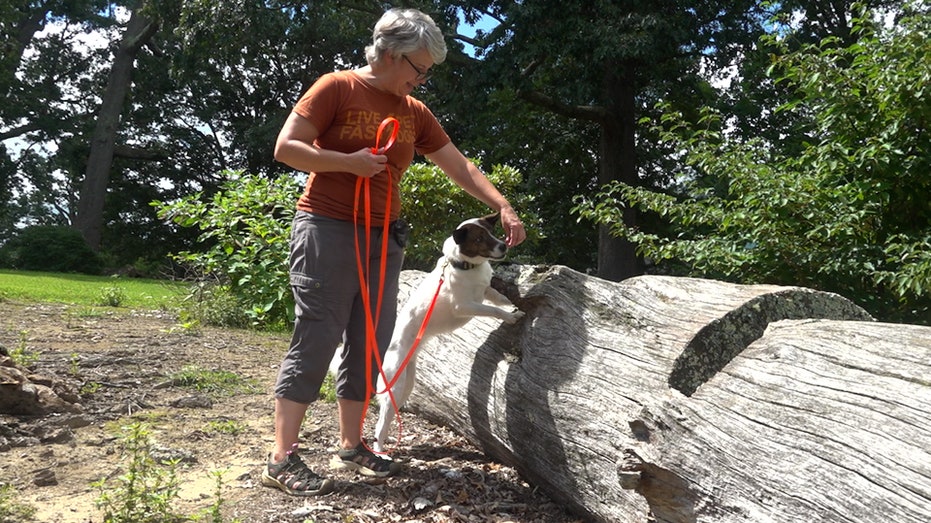 How Dogs Are Revolutionizing the Fight Against the Invasive Spotted Lanternfly