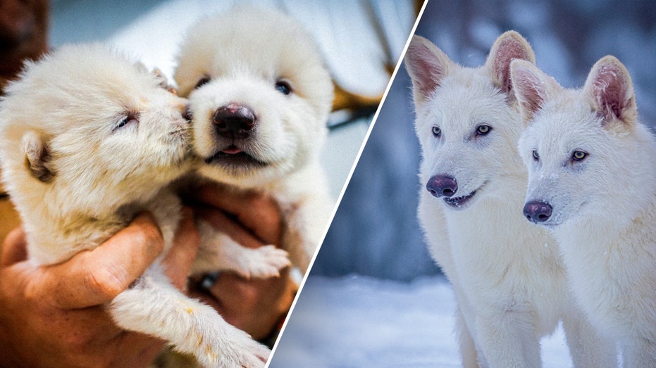 Dire Wolves from 'Game of Thrones' Recreated After 12,500 Years — But Are They Really the Same?