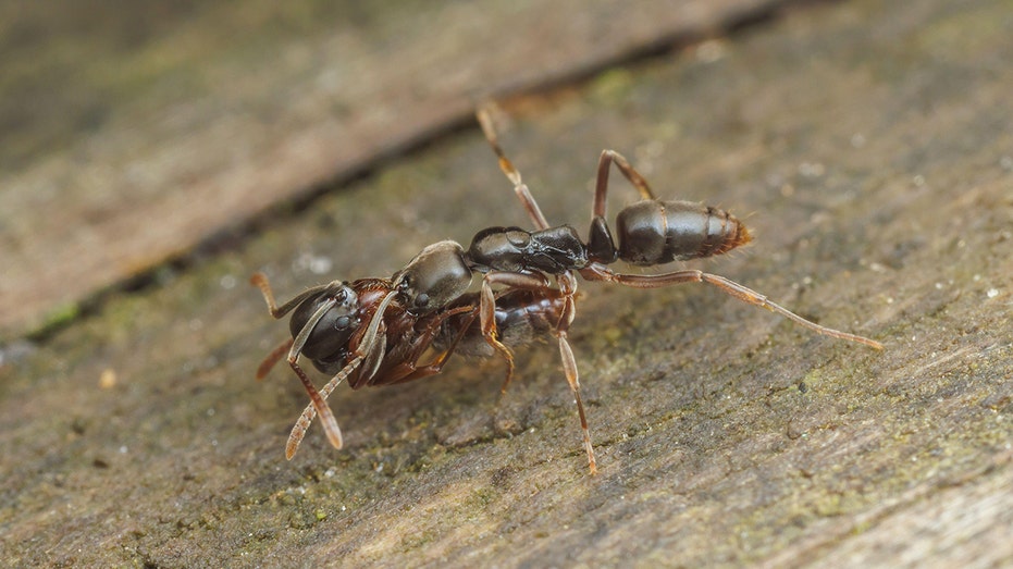 Invasive Asian Needle Ant Threatens Health and Forests Across 19 U.S. States