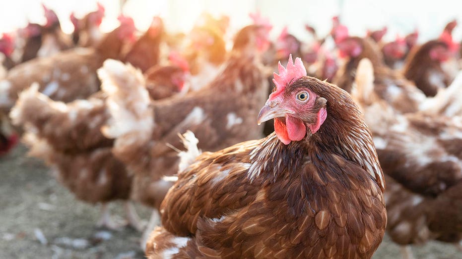 Trump Admin Eyes Rethink of 'Kill All Chickens' Policy as Bird Flu Scrambles Egg Prices