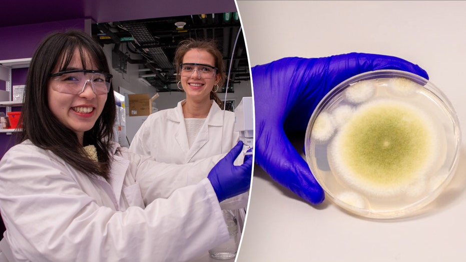 Pharaoh's Curse Fungus Transforms into Potential Leukemia-Fighting Breakthrough