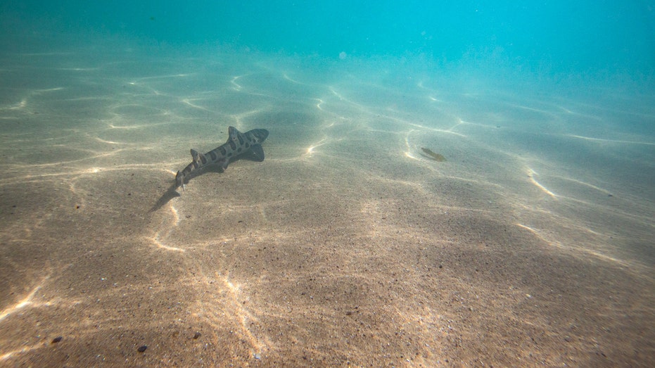 Oceans Darken, Threatening Marine Life and Global Ecosystems: Study
