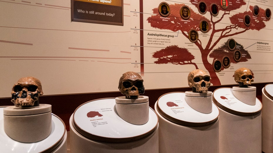 Gene Discovery: The Key to Why We Can Chat and Neanderthals Couldn't?