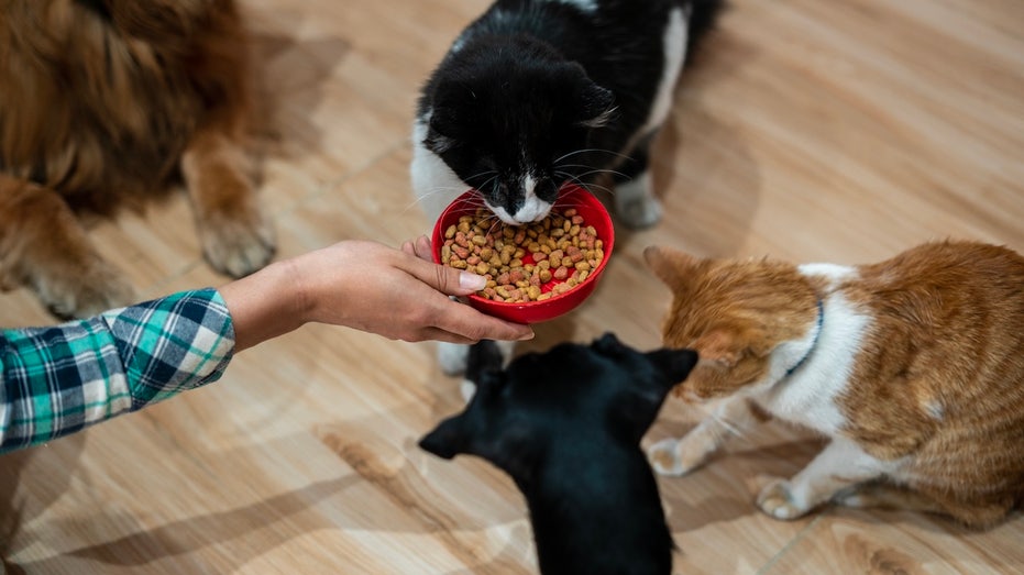 GLP-1 Implants for Pets: Breakthrough in Feline Health or Over-Medicalizing Obesity?