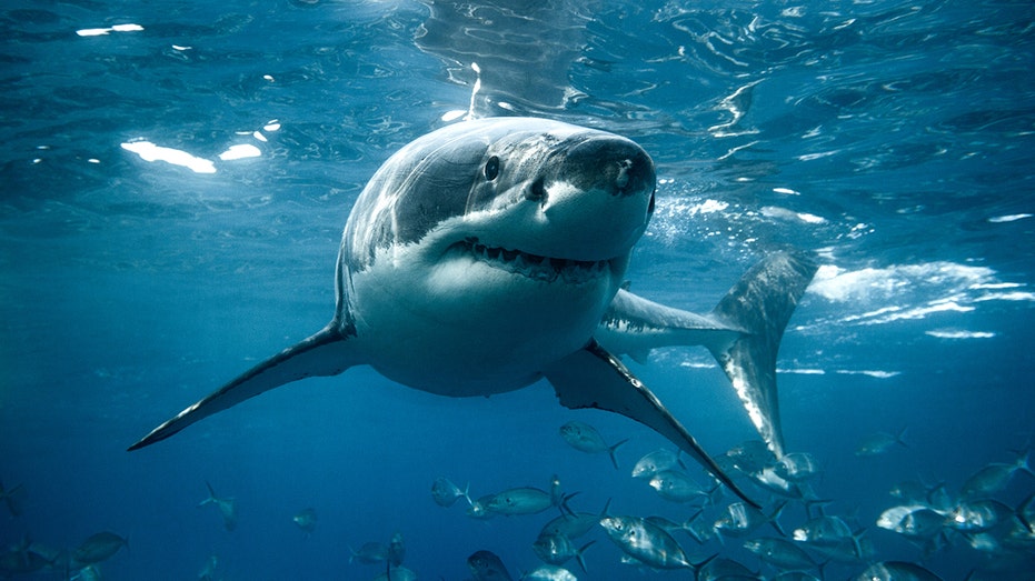 Shark Week Expert Debunks Myths, Shares Beach Safety Tips for Summer