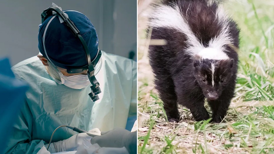 Rabies via Kidney Transplant: A Rare Tragedy That Exposes Hidden Fault Lines in Modern Medicine