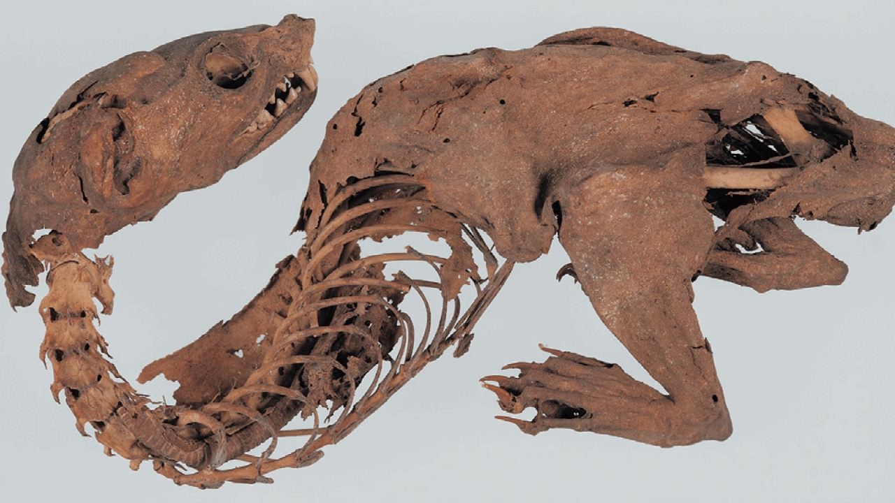 Mummified 'Dragon' in Japan’s Shosoin Treasure House Revealed as Japanese Marten