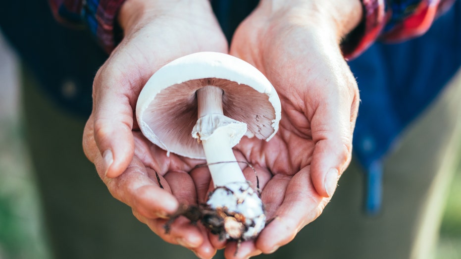 Magic Mushrooms Show Promise for Parkinson’s Patients in UCSF Study