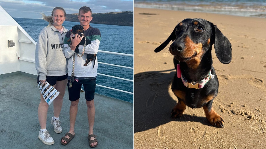 Valerie the Mini Dachshund: A Year-Long Survival Saga on a Remote Australian Island