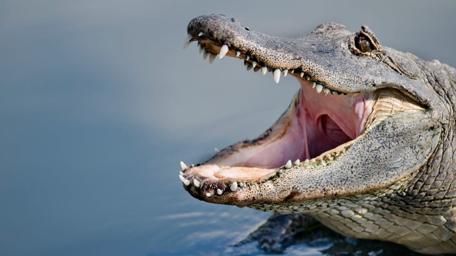 Wildlife category