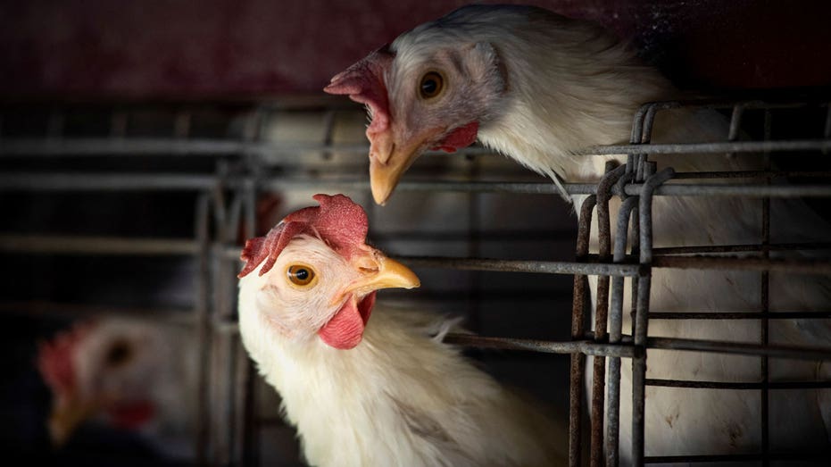Deadly Bird Flu Strain Resurfaces After 8 Years in Mississippi