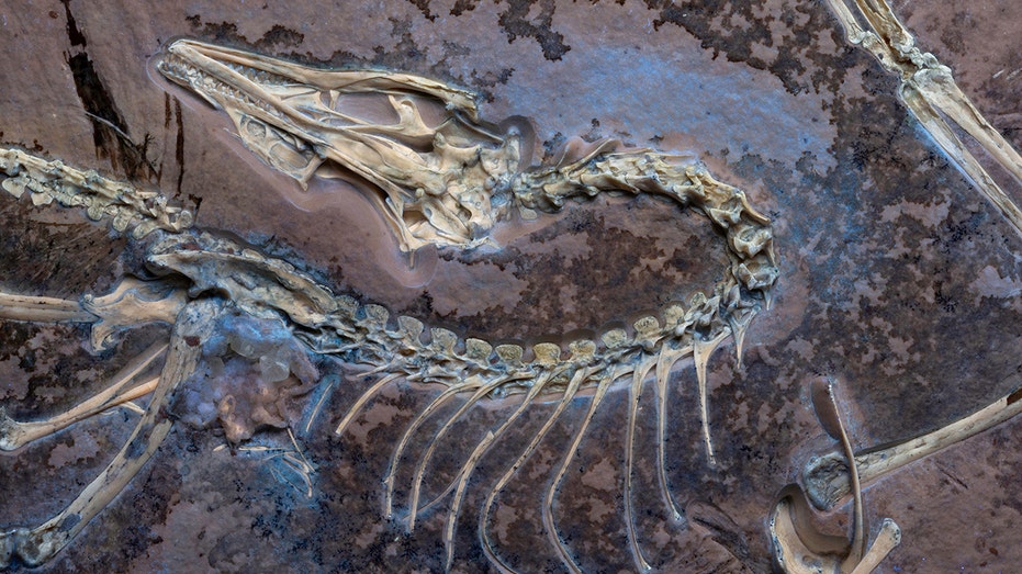 Archaeopteryx Fossil Unlocks New Secrets of Early Bird Evolution