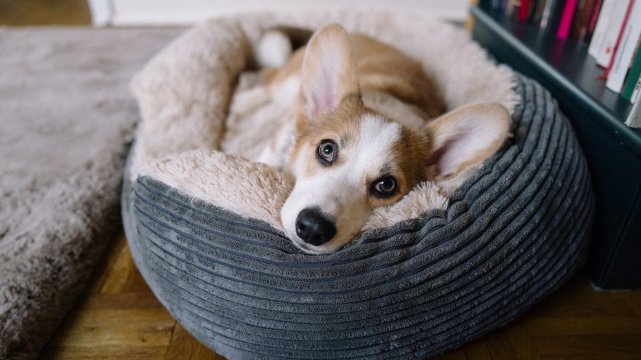 10 Cozy Dog Beds to Make Your Pet’s Naps Legendary