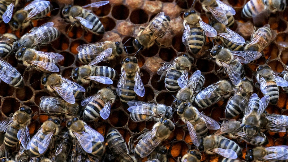 Massive Bee Swarm in Aurillac, France Injures 24, Three Critical