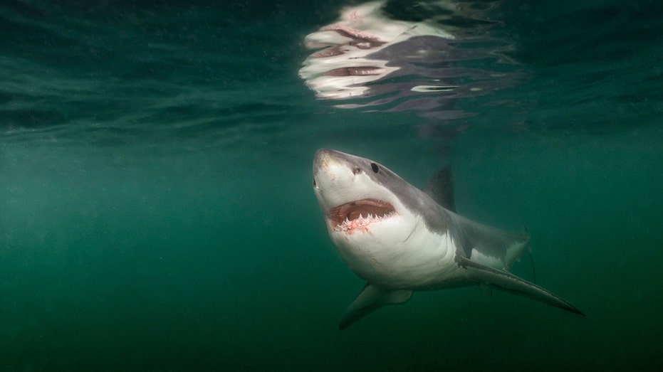 Maine's Unexpected Visitor: Unraveling the Ecological Significance of the Rare Great White Shark Encounter
