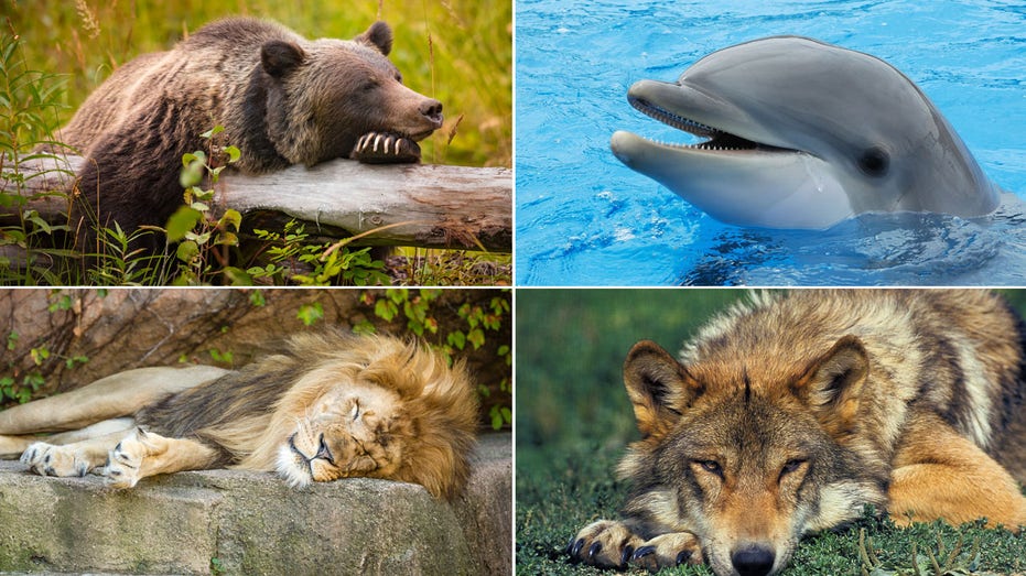 Knowing Your Sleep Chronotype Can Lead to Better Rest and Health