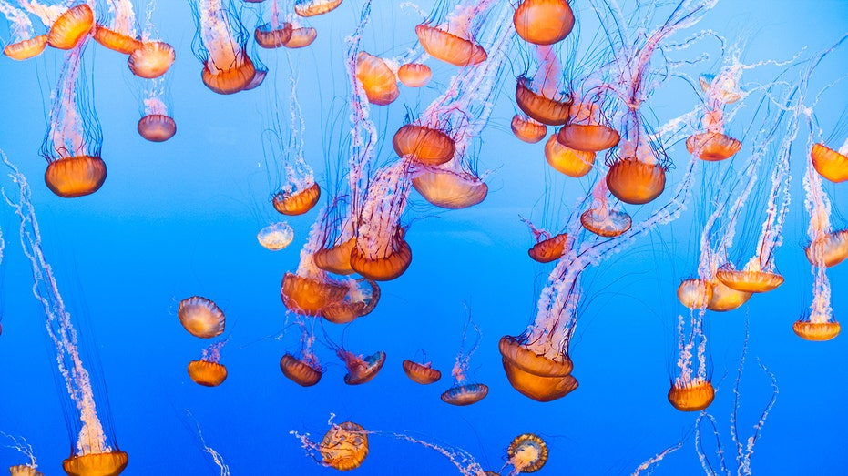 Beyond the Swarm: Why Jellyfish Shutting Down a Nuclear Plant Matters