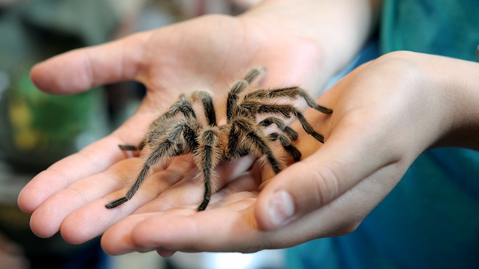 Tarantula Mating Season Turns Southwest Into Hairy Singles Bar