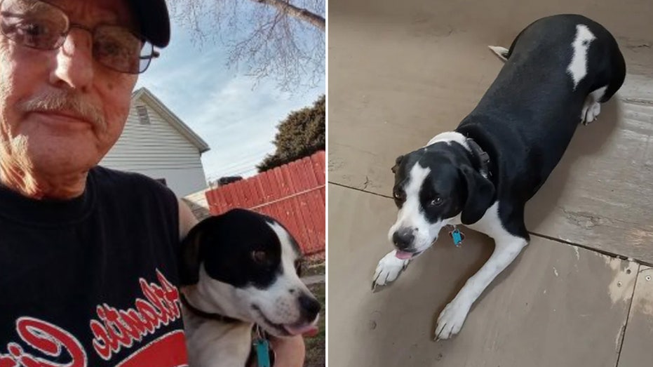 Disabled Veteran Relies on Superhero Dog with 'Batman' Markings for Comfort and Companionship