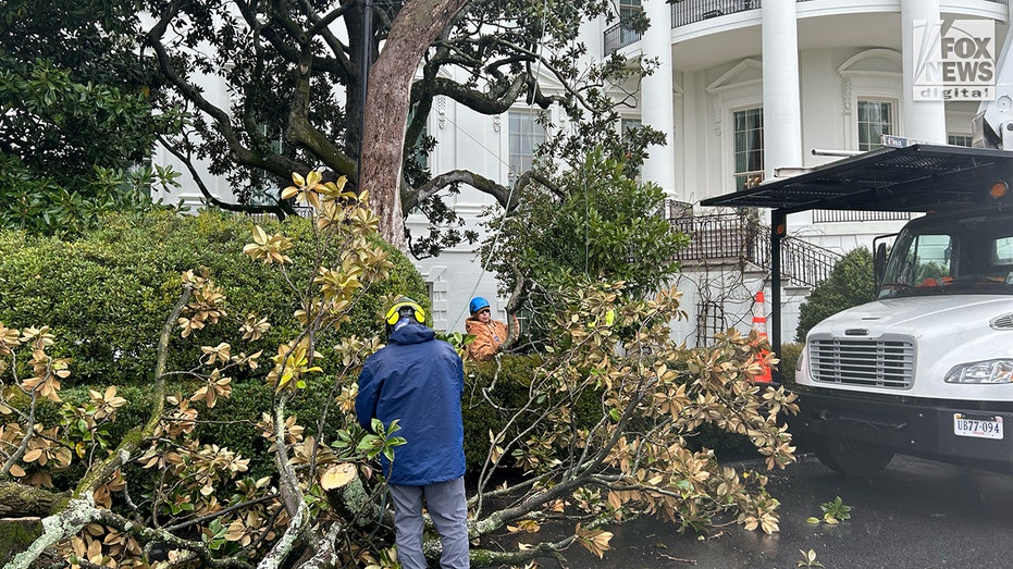 Trump to Plant New Jackson Magnolia After Iconic White House Tree Removed