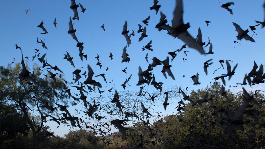 Bat Flies Into Tourist's Mouth During Arizona Stargaze—$20K Rabies Bill Follows